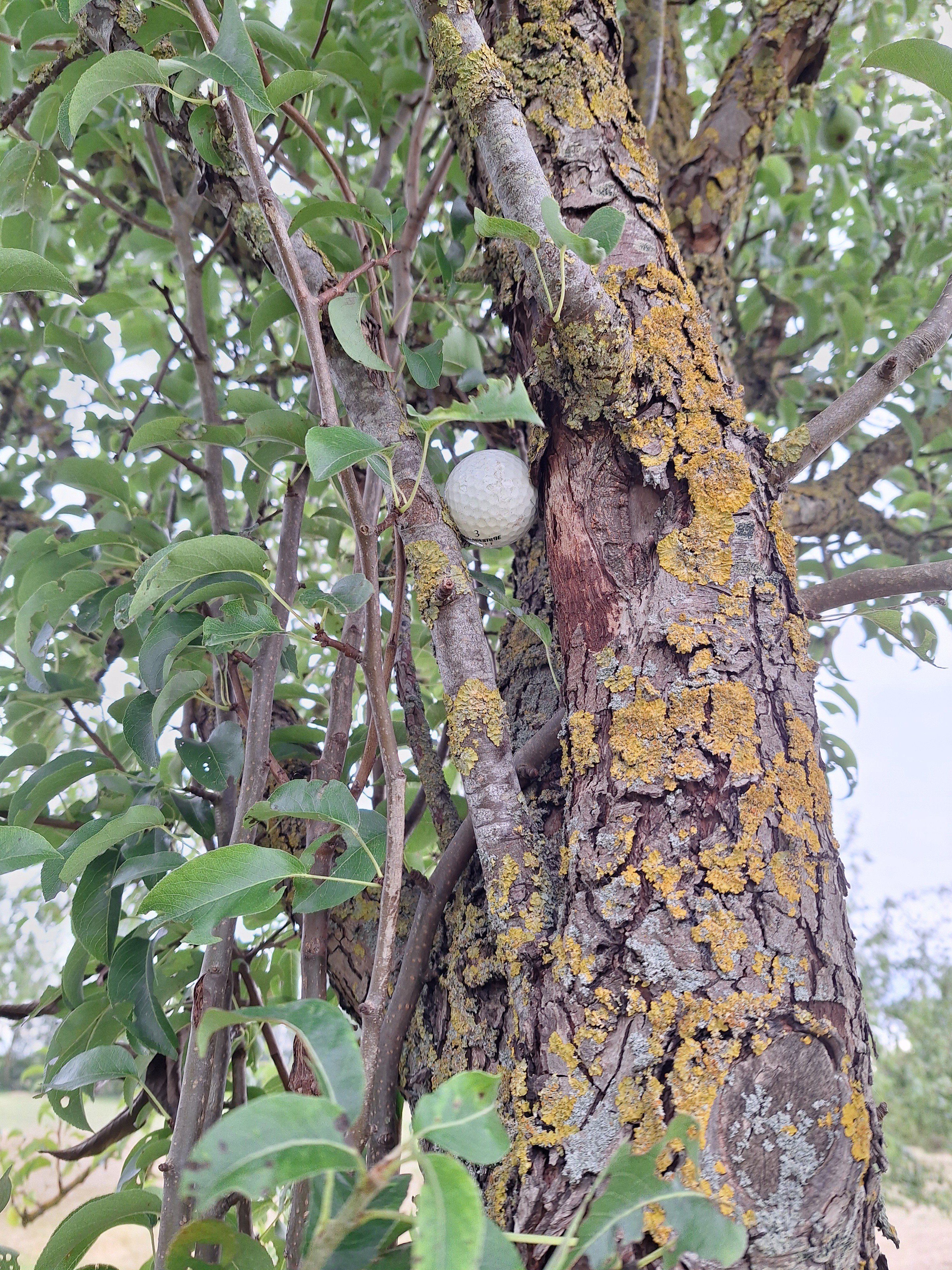 Ball im Baum